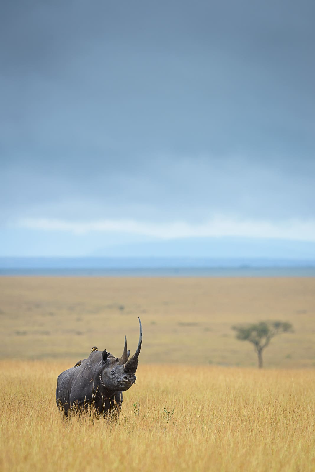 Rhino in Africa by David Lloyd