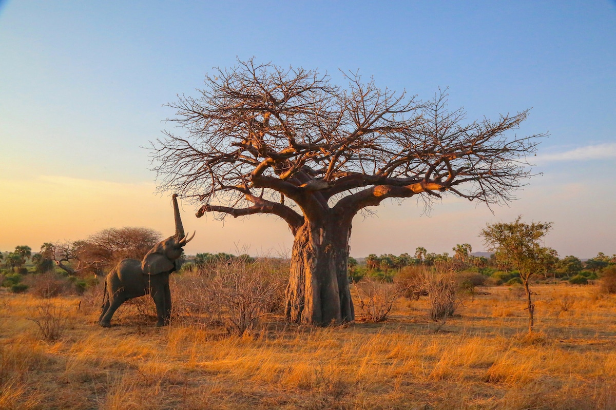 Foto de un elefante en África por Graeme Green
