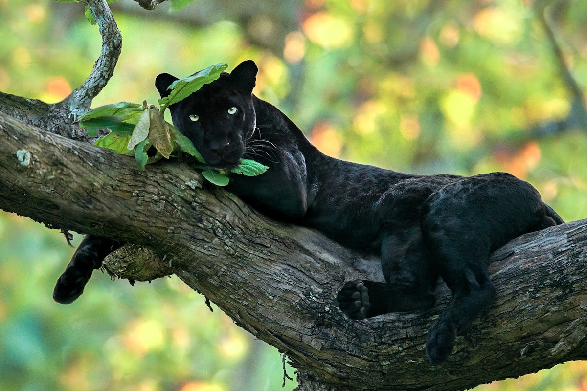 Pantera negra por Shaaz Jung