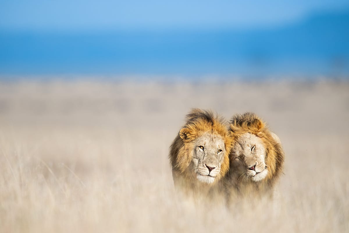 Lions in Africa by Thomas Vijajan