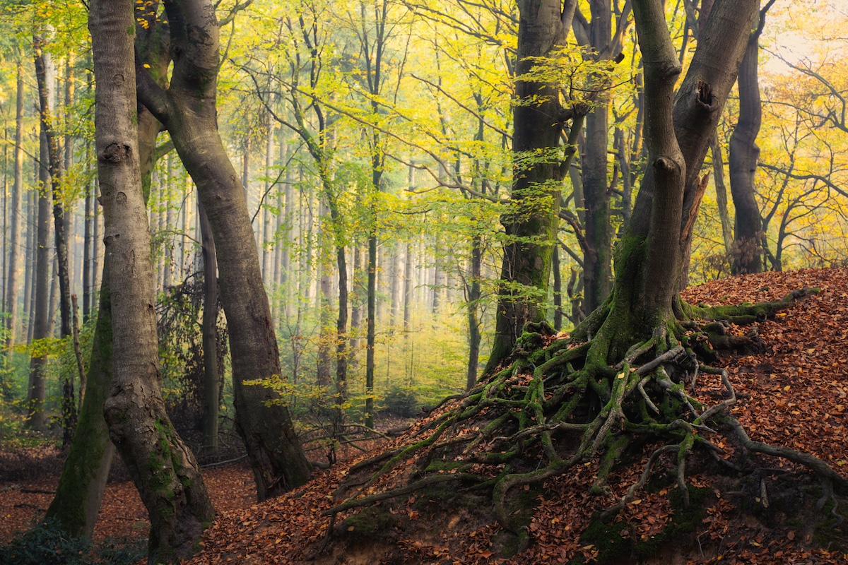 Árvores na floresta com raízes profundas