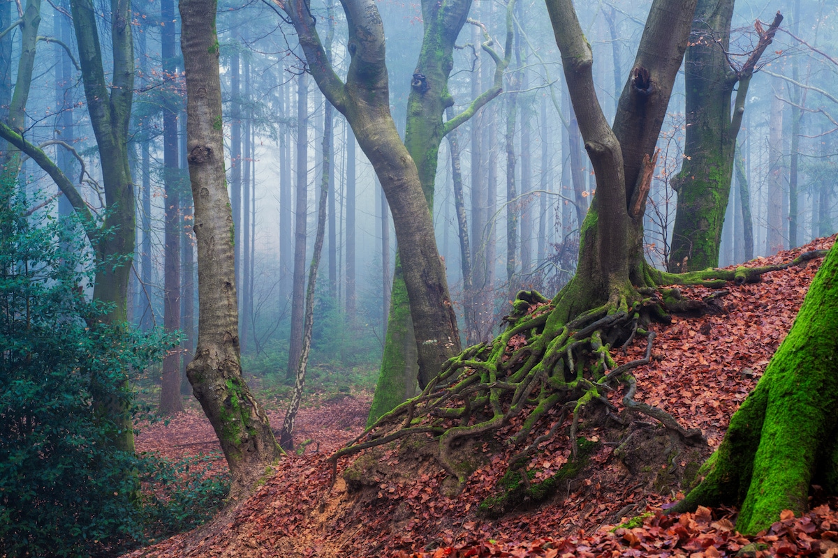 Árvores na floresta com raízes profundas