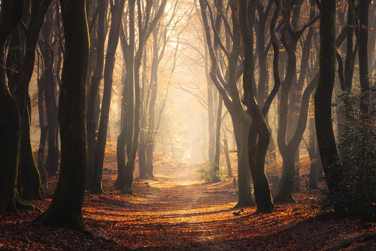 Path Through the Forest Strewn with Leaves