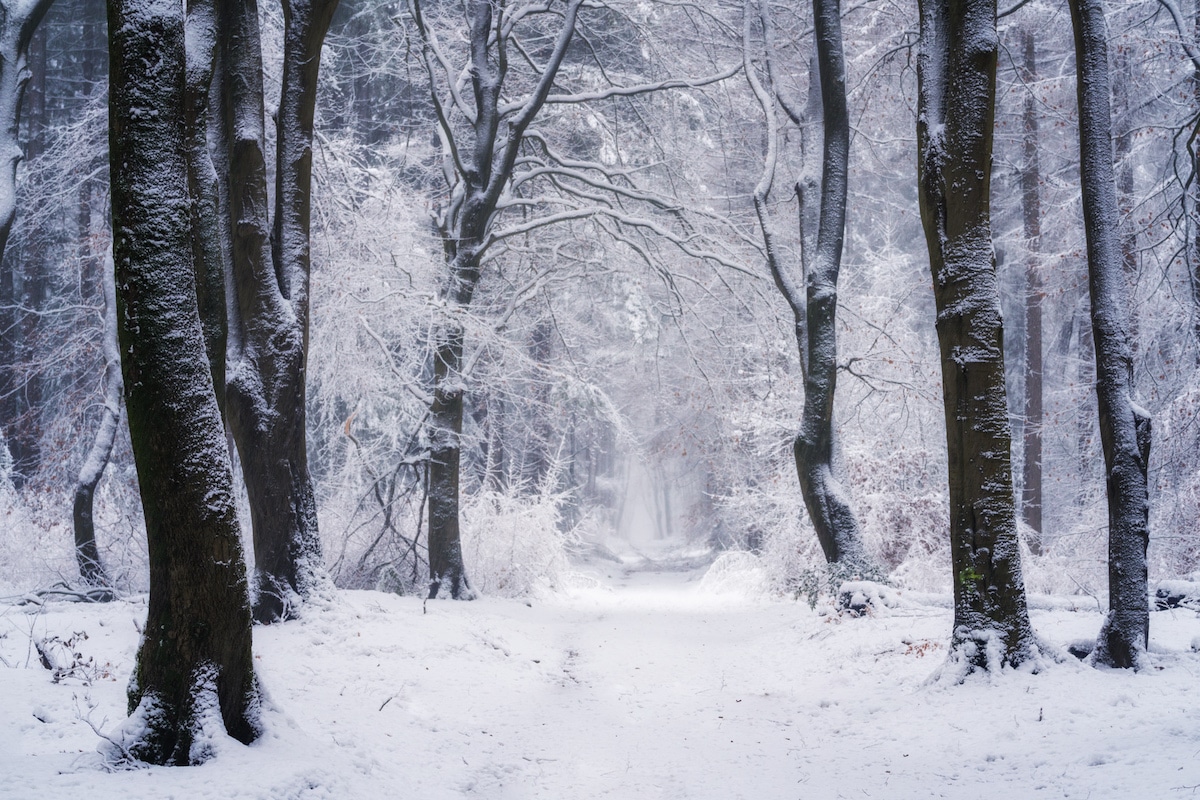 Wintery Forest