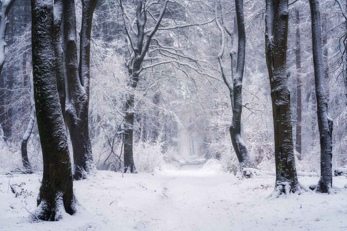 Floresta invernal