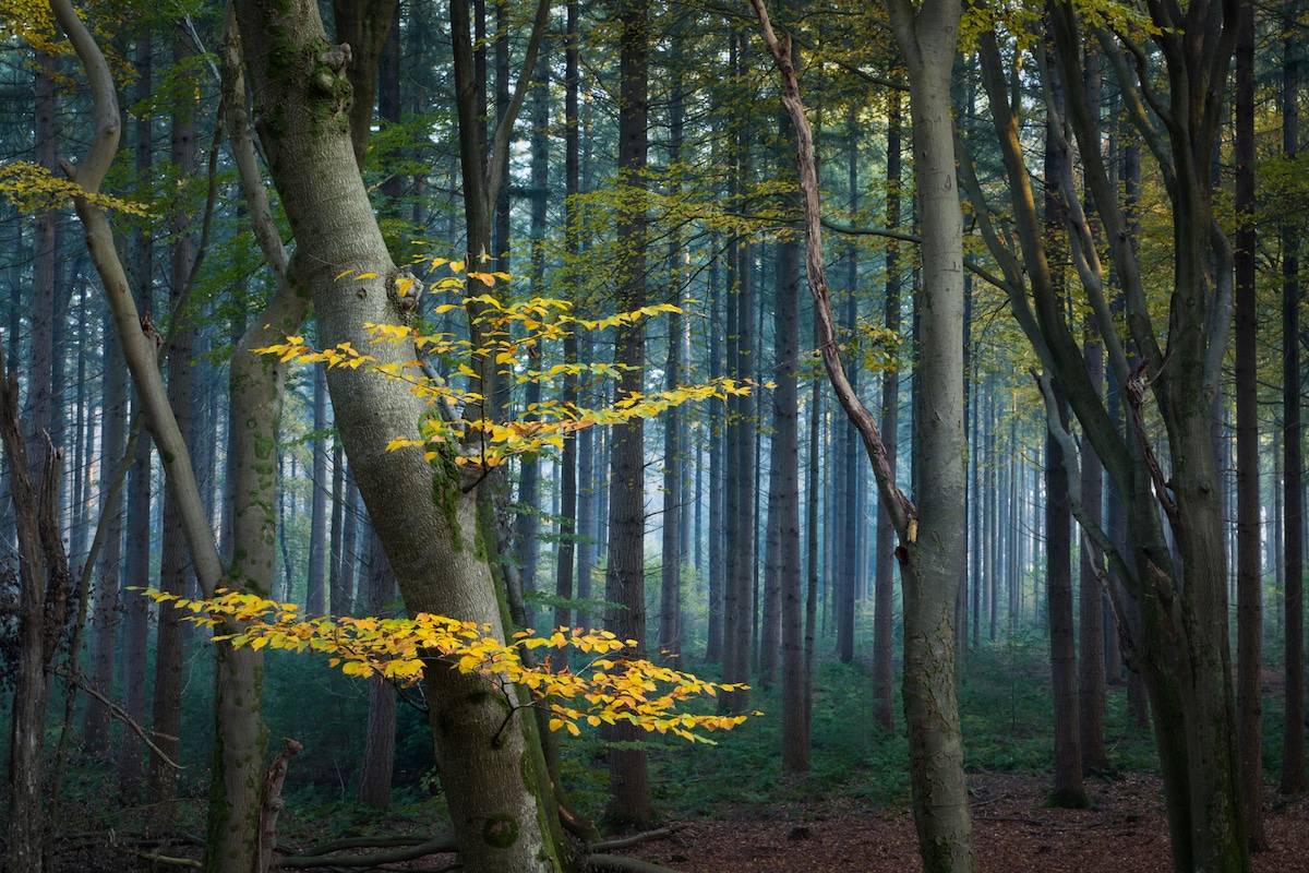 Yellow Leaves on Tree in the Forest