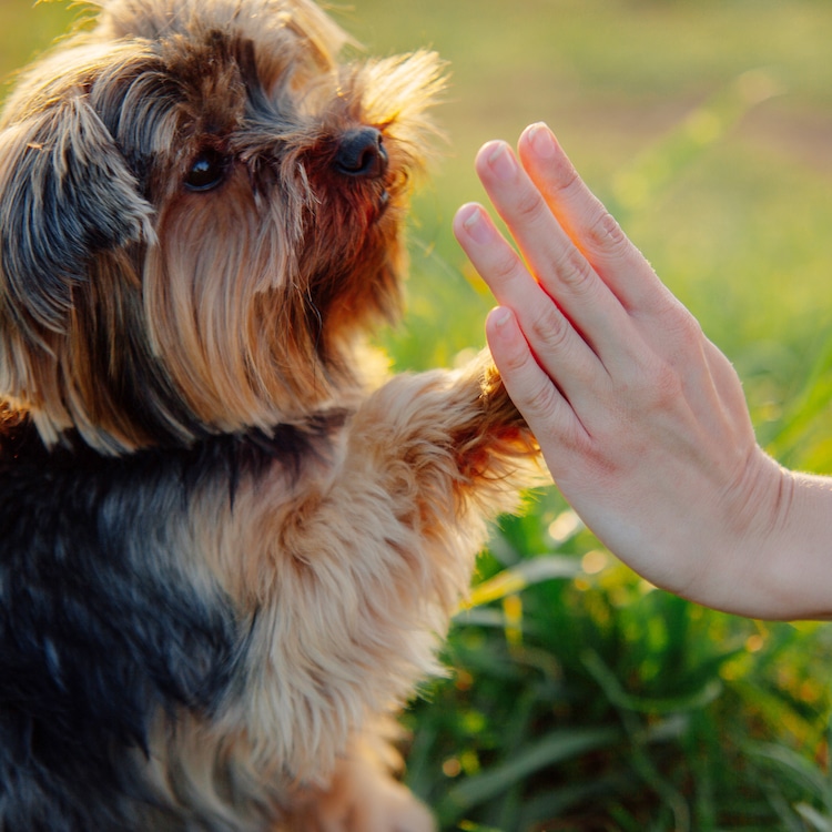 Giving a Dog A High Five