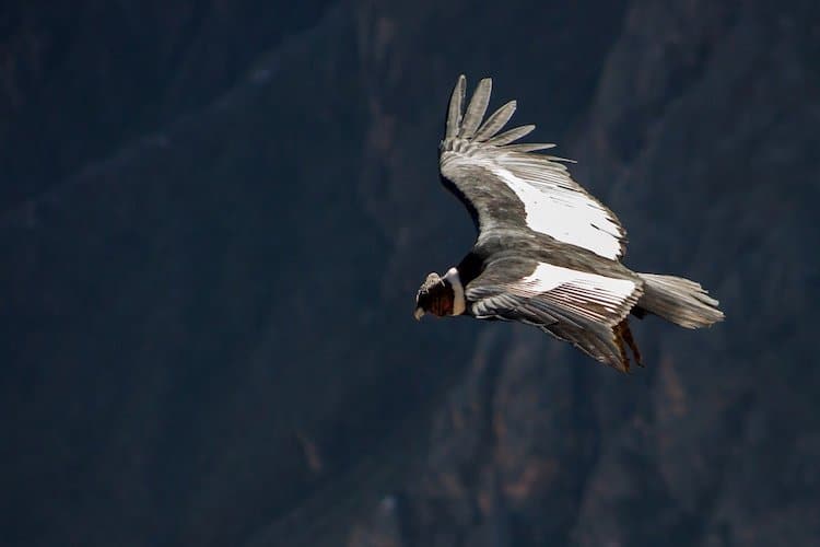 Andean Condor Flying