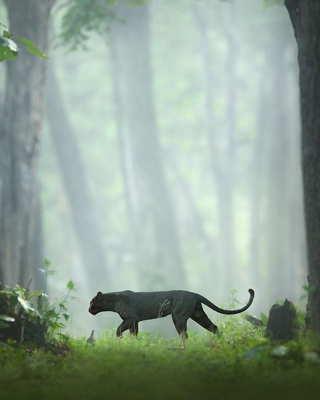 Photographer Captures a Black Panther Roaming in the Jungles of Kabini