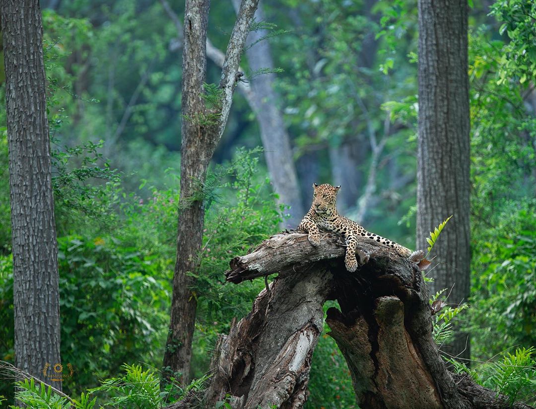 Wildlife Photography by Shaaz Jung