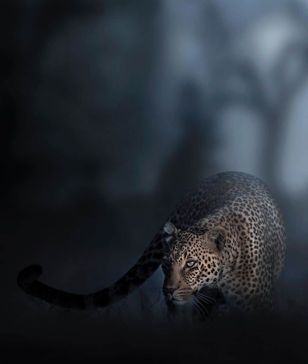 Wildlife Photography by Shaaz Jung