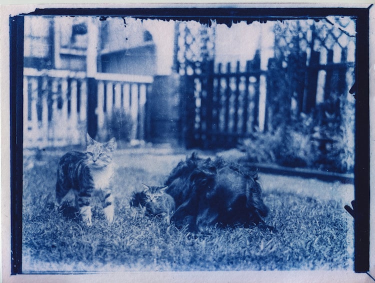 Cyanotype Cat Photo from Time Capsule