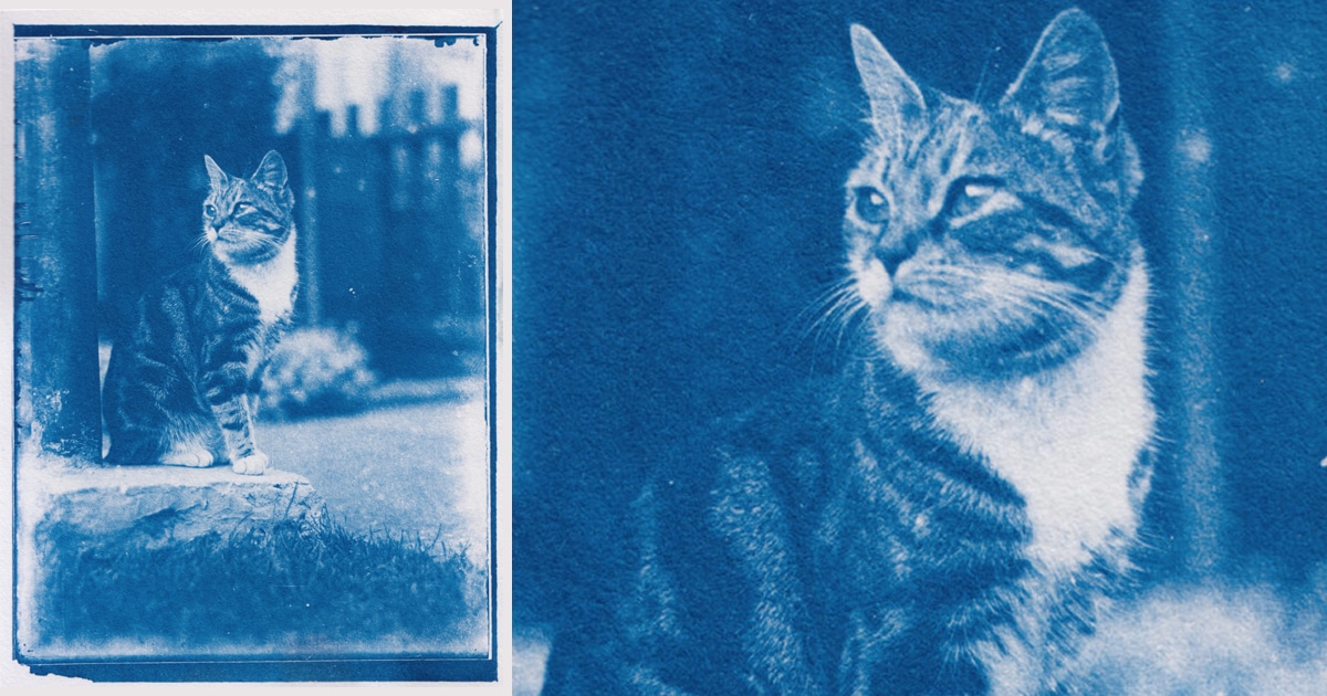 Photographer Finds 120-Year-Old Cat Photos After Developing Film Found in a Time Capsule