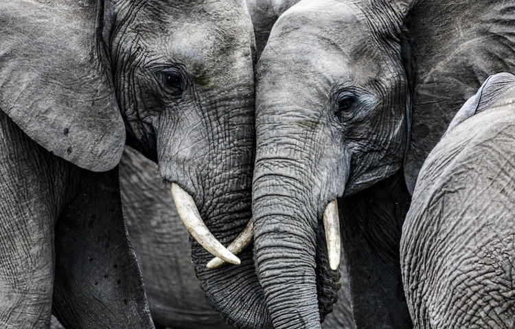 African elephant, monochrome side view with outstretched trunk