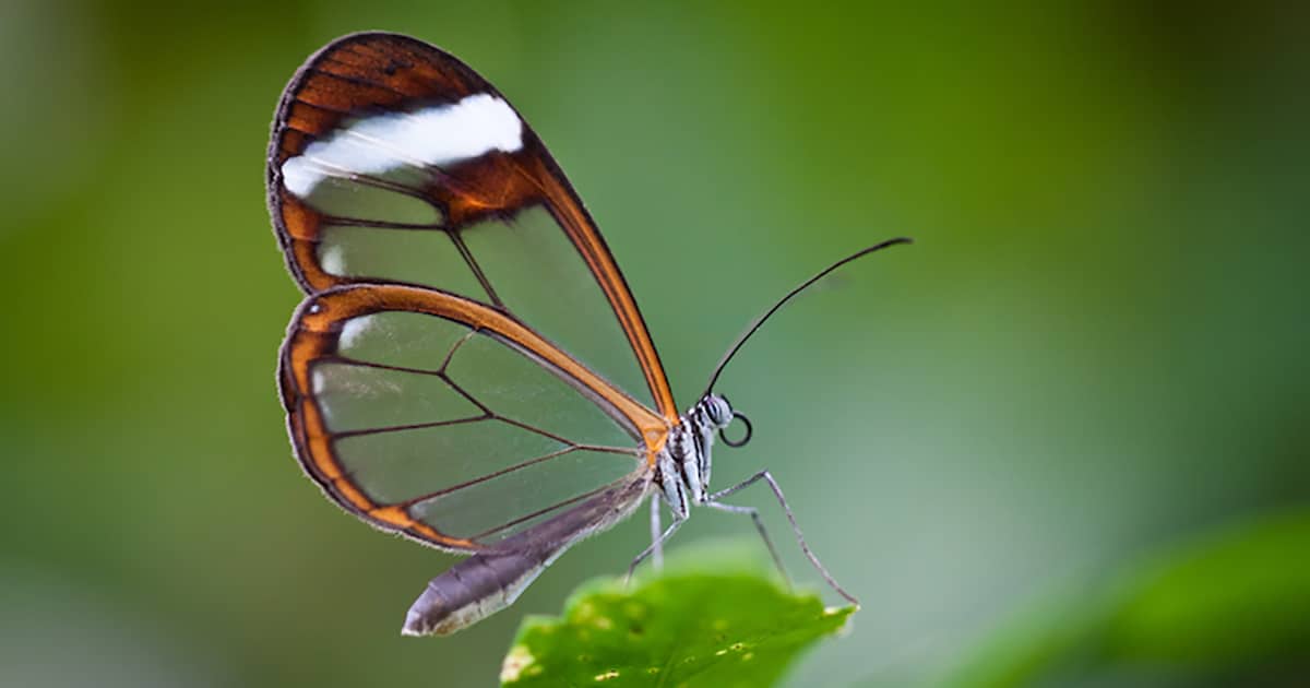 La mariposa cristal (Greta oto) Glasswing-butterfly-thumbnail