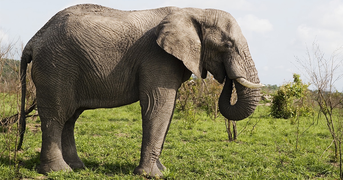 Draw A African Bush Elephant, HD Png Download , Transparent Png Image -  PNGitem