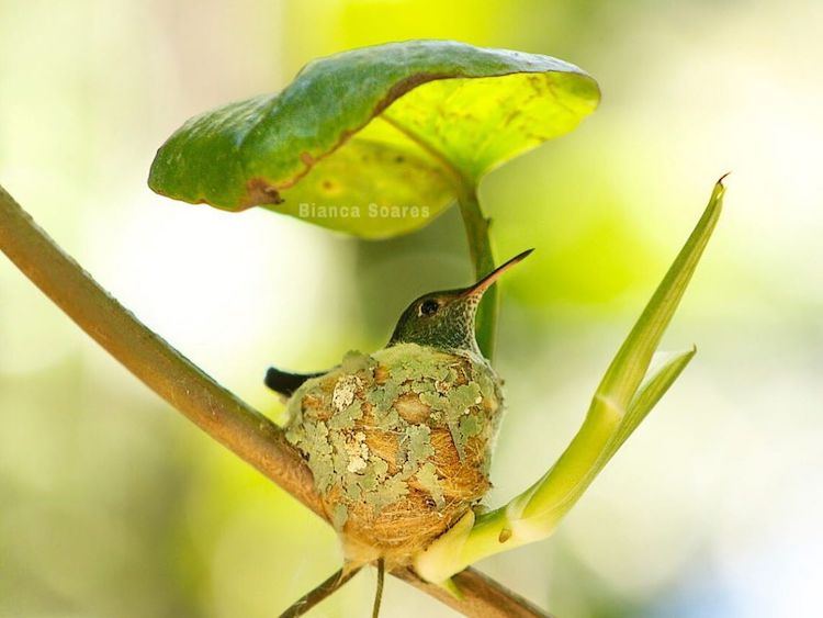 nido de colibri