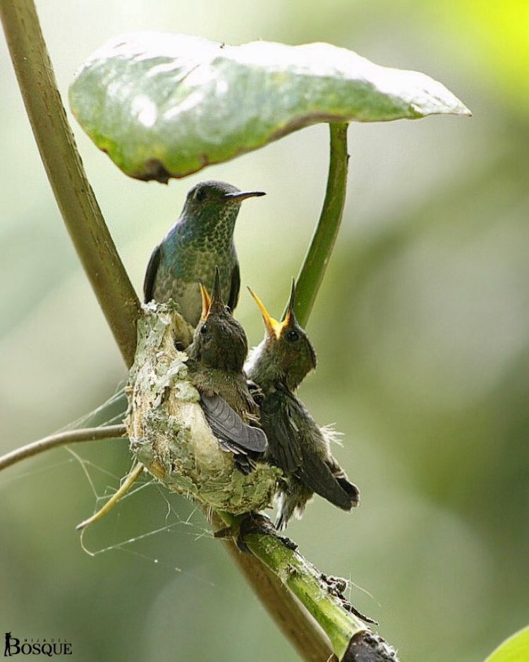 Hummingbird Nest With Roof