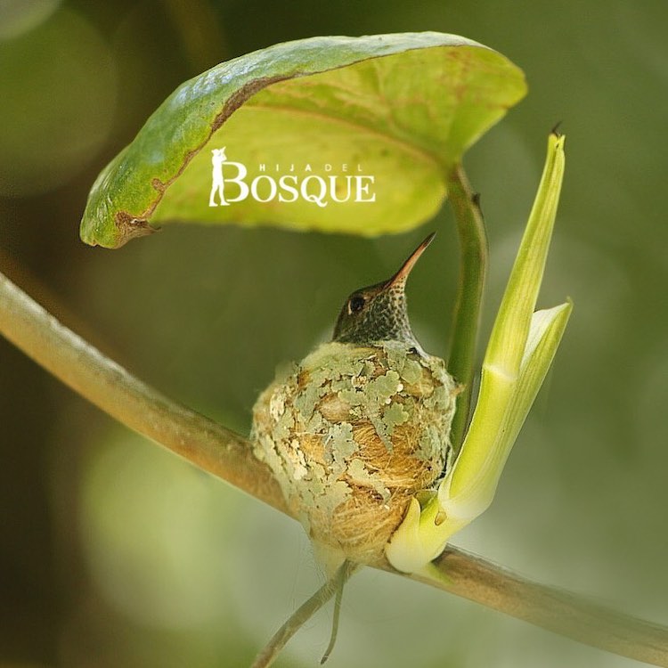 Hummingbird Nest With Roof