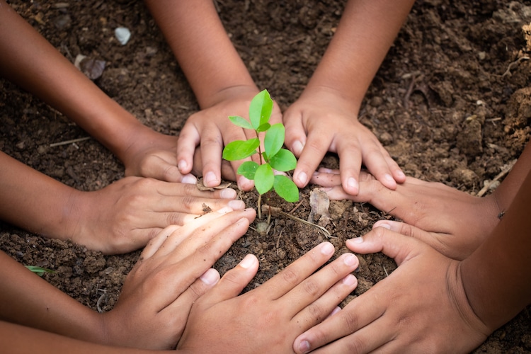 Hands Planting a Tree