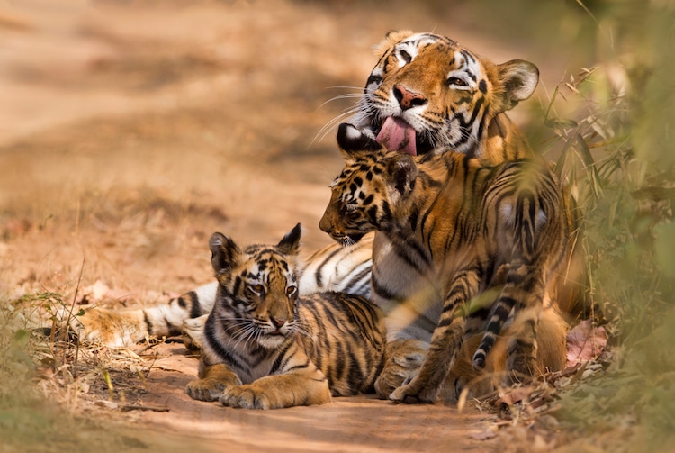 familia de tigre de bengala
