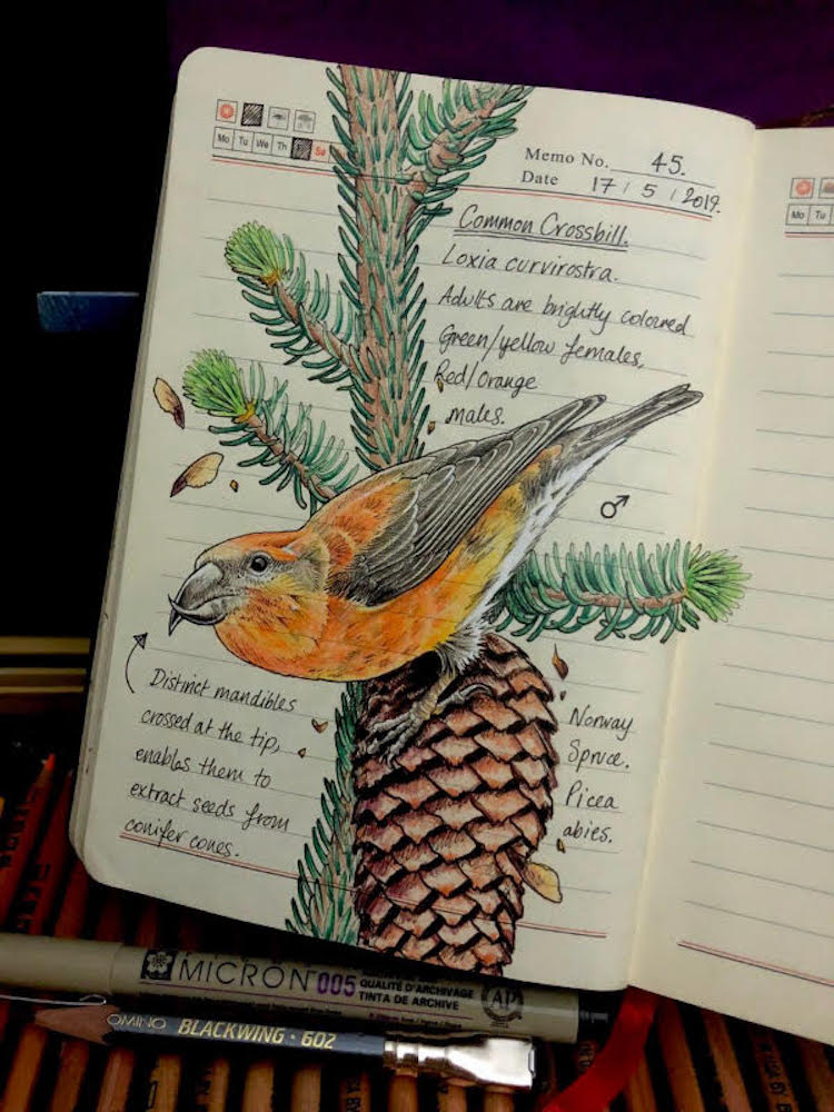 Nature Journals by Jo Brown