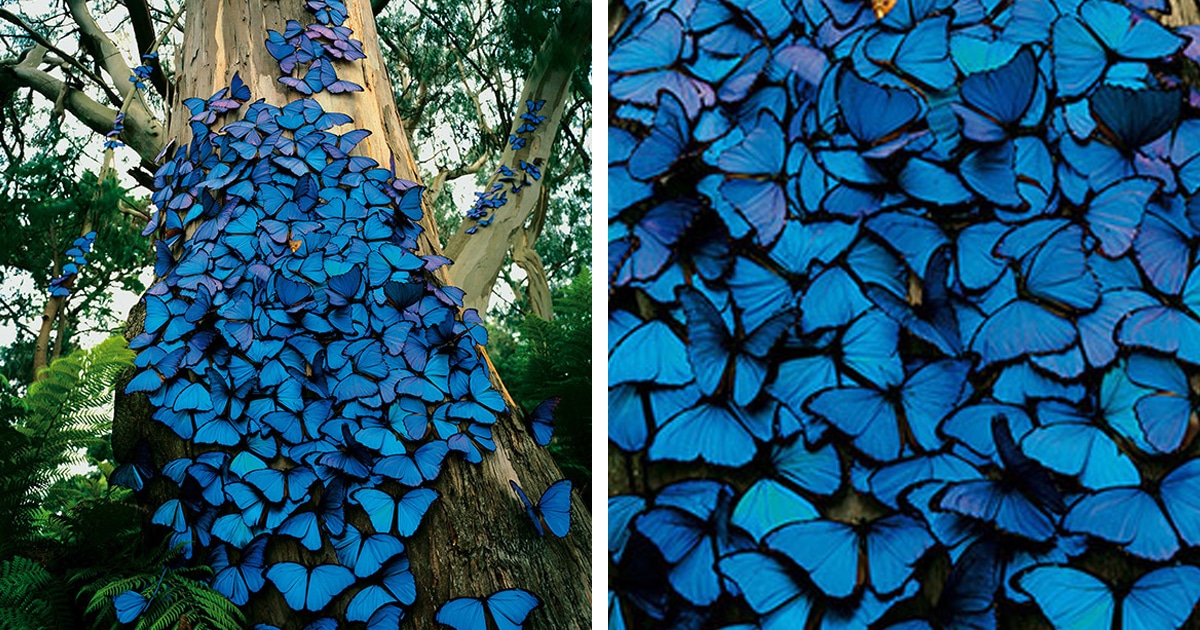 Photographer Captures a Beautiful Blue Morpho Butterfly Pictures