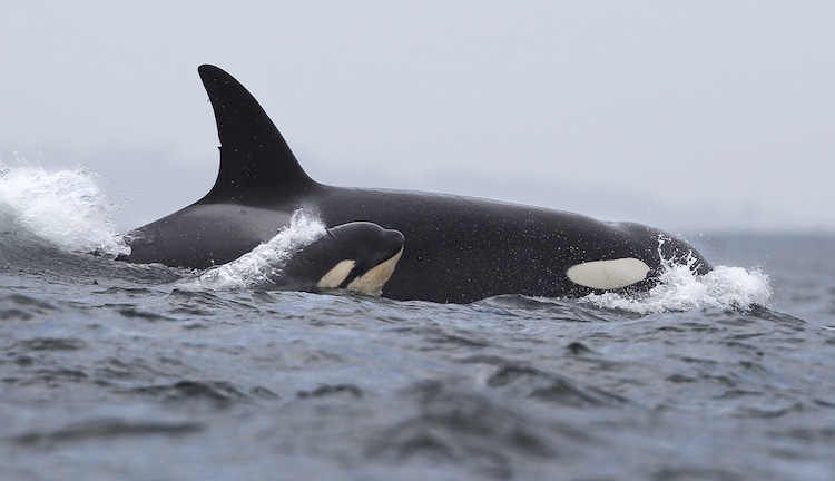 Killer whale and calf swimming in Monterey Bay, California