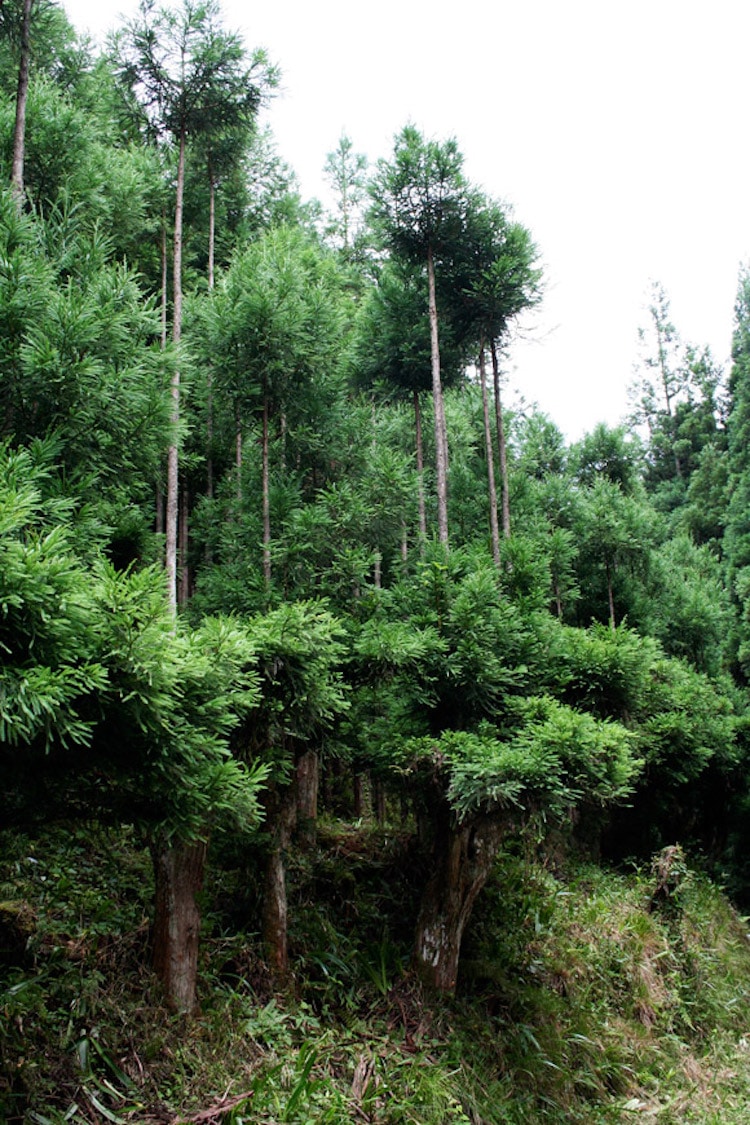 Daisugi in Japan for Growing Cedar