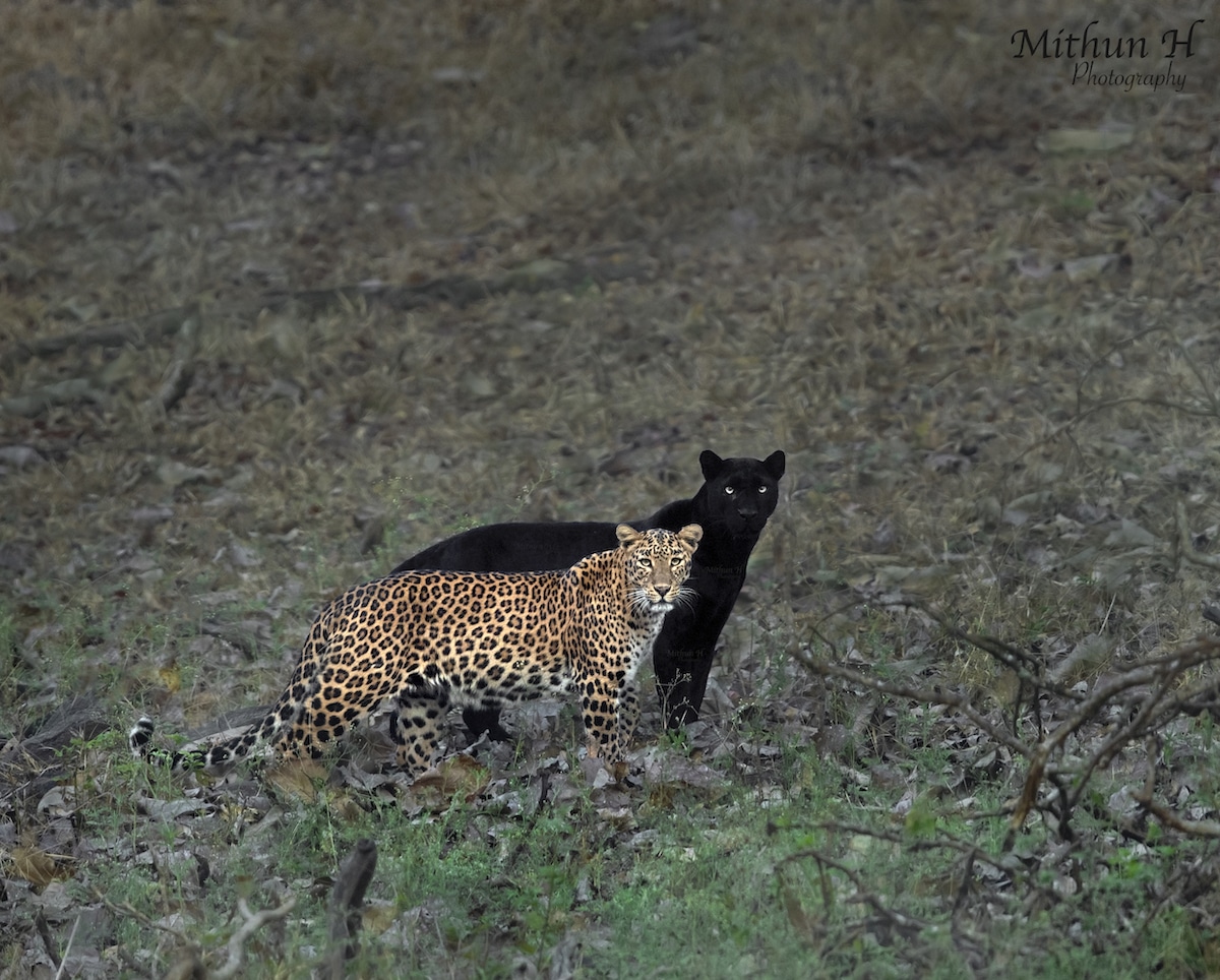 Leopard and Panther Couple at the Kabini Forest Reserve in Karnataka, India