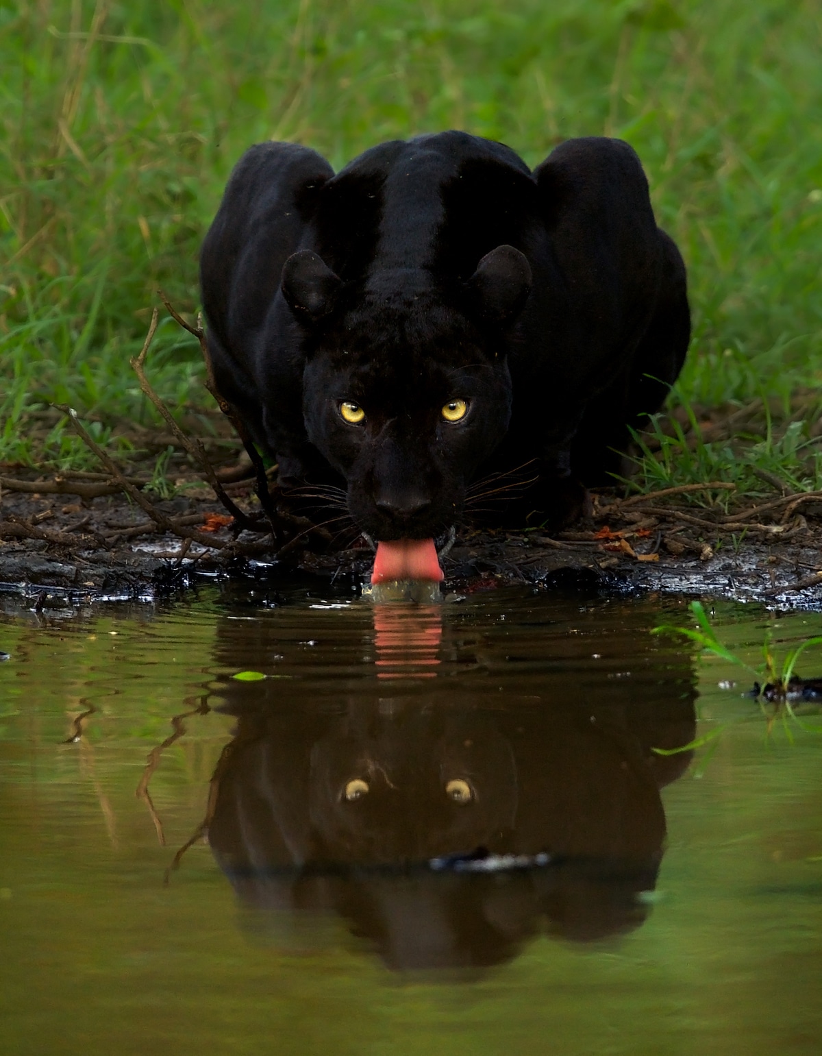 pantera negra tomando agua