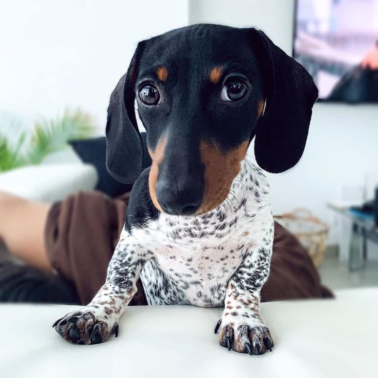 Cute Dachshund Pictures