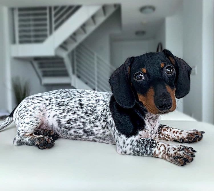 Why Are Dachshunds So Cute?