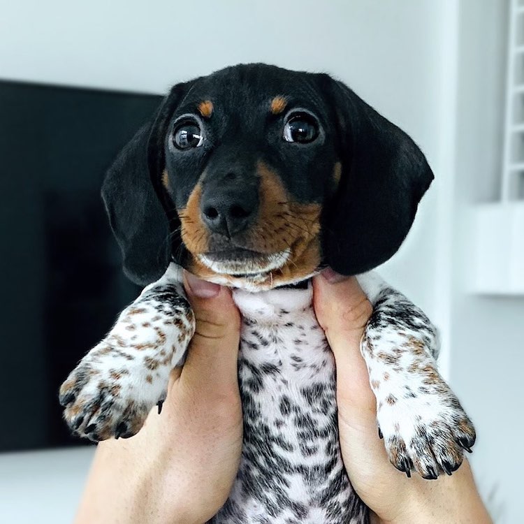 This Stylish Pup Is the “Bob Ross of Dogs” With Fluffy Curls to