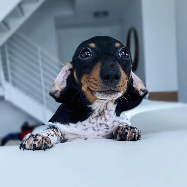 Cute Dachshund Pictures