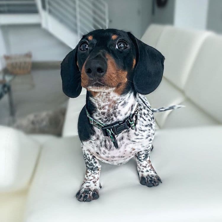 Poze Dachshund drăguț