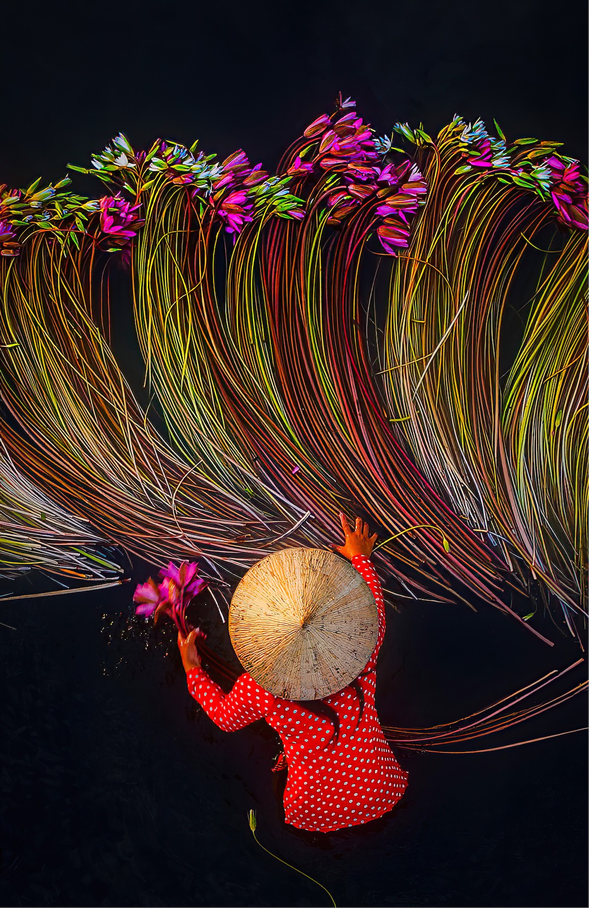 Woman Gathering Lilies on the Mekong Delta