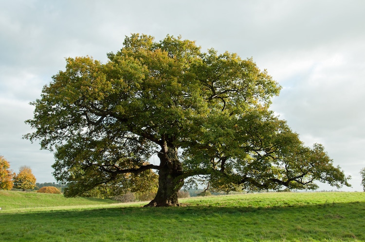 Learn How to Draw Trees