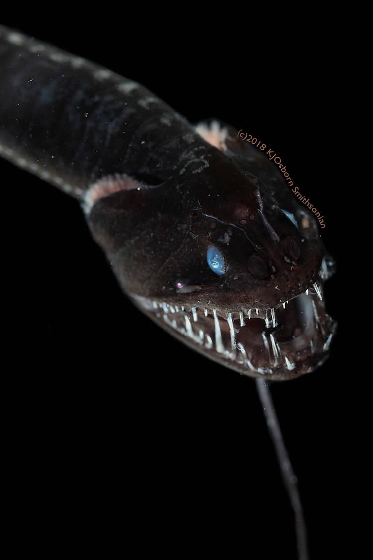 Pez dragón negro (Idiacanthus antrostomus)