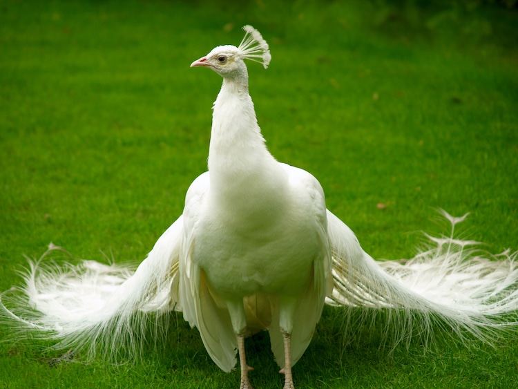 pavo real blanco