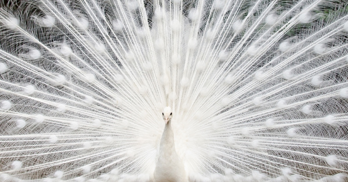 cute white peacock