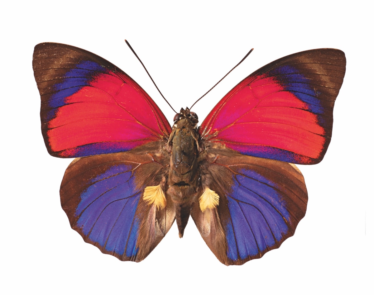 Claudina Butterfly