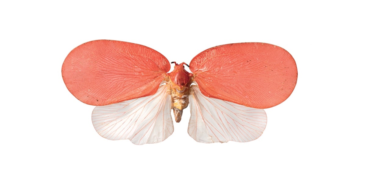 Flatid Planthopper