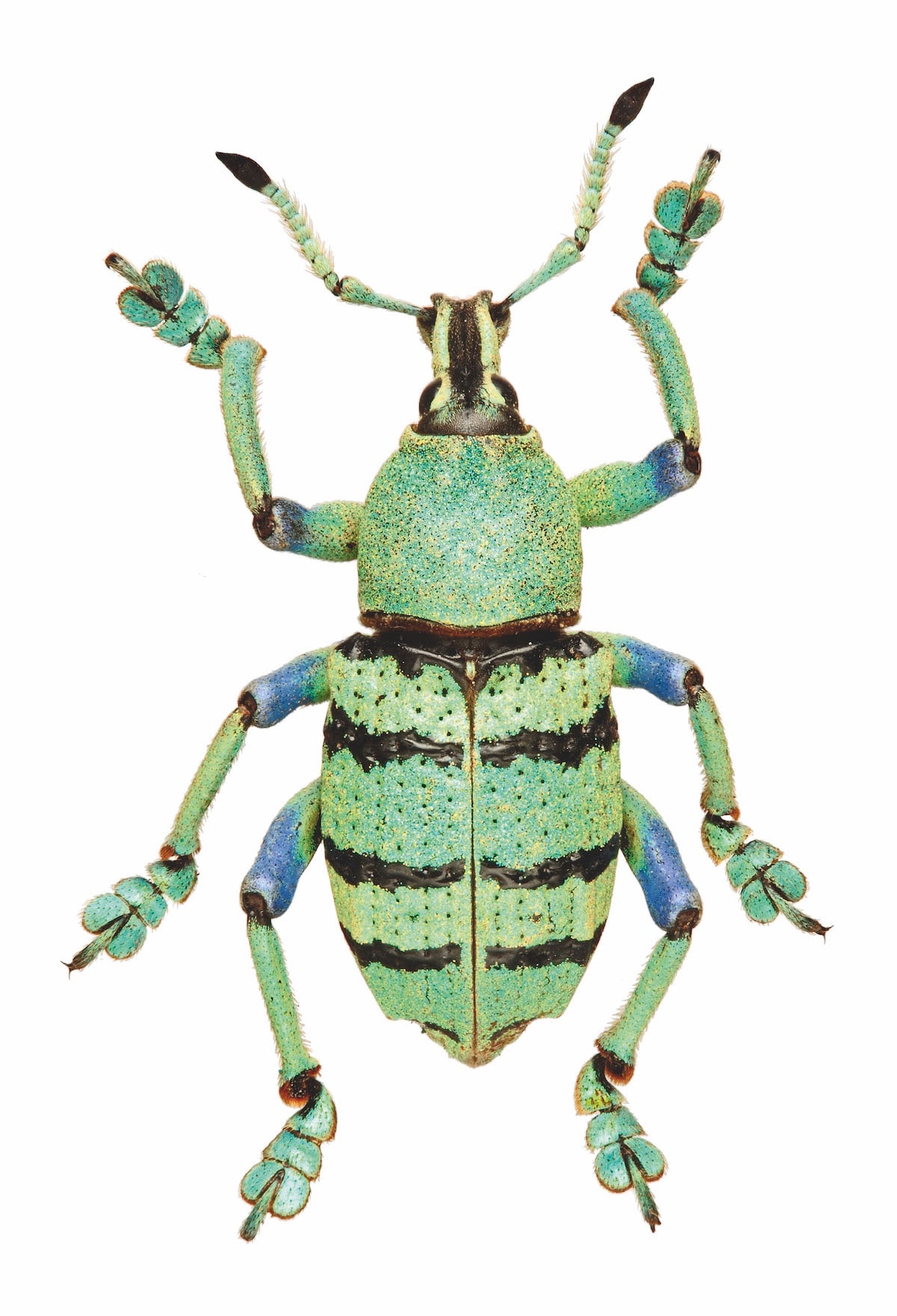 Papuan Green Weevil