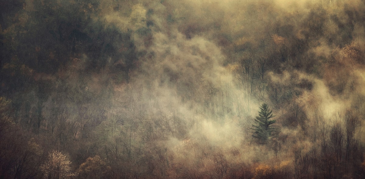 Misty Fog Rolling Over a Forest