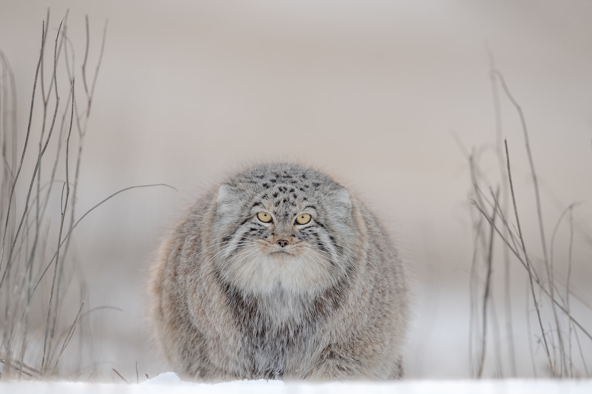 Award-Winning Wildlife Portrait