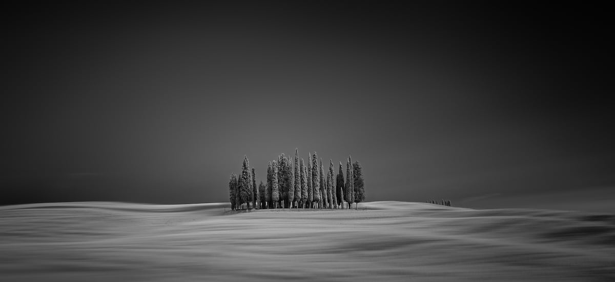 Rolling Hills with a Cluster of Cyprus Trees