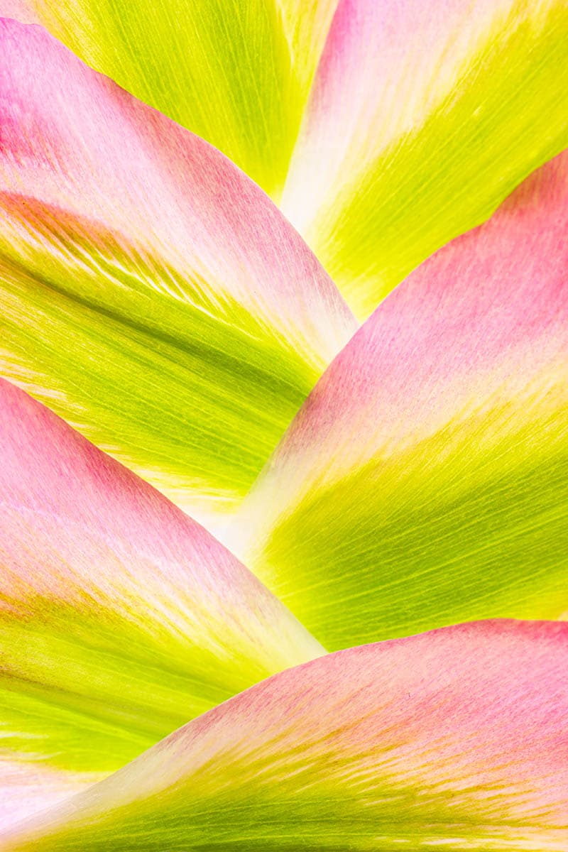 Anne MacIntyre Mountain of Tulip Petals Macro Photo 2nd Place