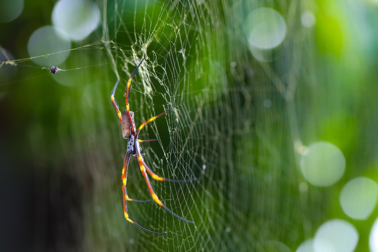 Australian Golden-Silk Orb Weaver Spider On A Web