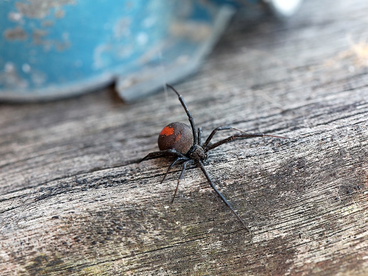 araña australiana